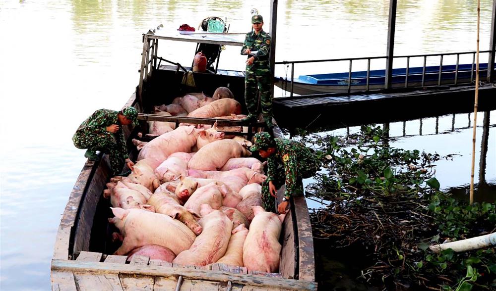Thủ tướng chỉ đạo lập chuyên án đấu tranh với nhập lậu, vận chuyển trái phép lợn qua biên giới
