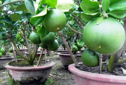 nhung-chau-canh-hang-doc-cho-tet-dinh-dau-1