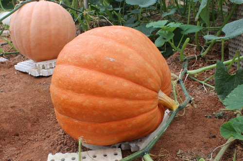 Trái cây lạ giúp nông dân Việt làm giàu