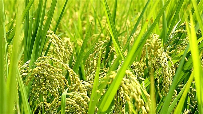 Theo thống k&ecirc; năm 2020, Trung t&acirc;m Ph&aacute;t triển N&ocirc;ng nghiệp H&agrave; Nội đ&atilde; x&acirc;y dựng được 26 m&ocirc; h&igrave;nh sản xuất l&uacute;a Japonica h&agrave;ng h&oacute;a chất lượng cao