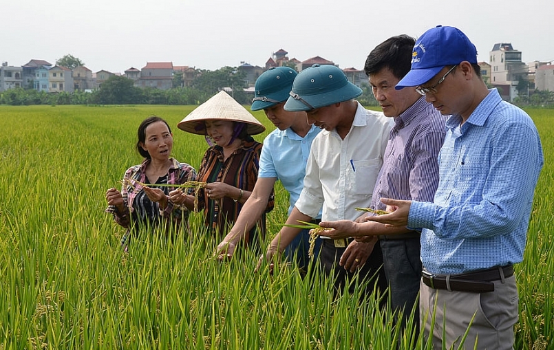Theo thống k&ecirc; năm 2020, Trung t&acirc;m Ph&aacute;t triển N&ocirc;ng nghiệp H&agrave; Nội đ&atilde; x&acirc;y dựng được 26 m&ocirc; h&igrave;nh sản xuất l&uacute;a Japonica h&agrave;ng h&oacute;a chất lượng cao