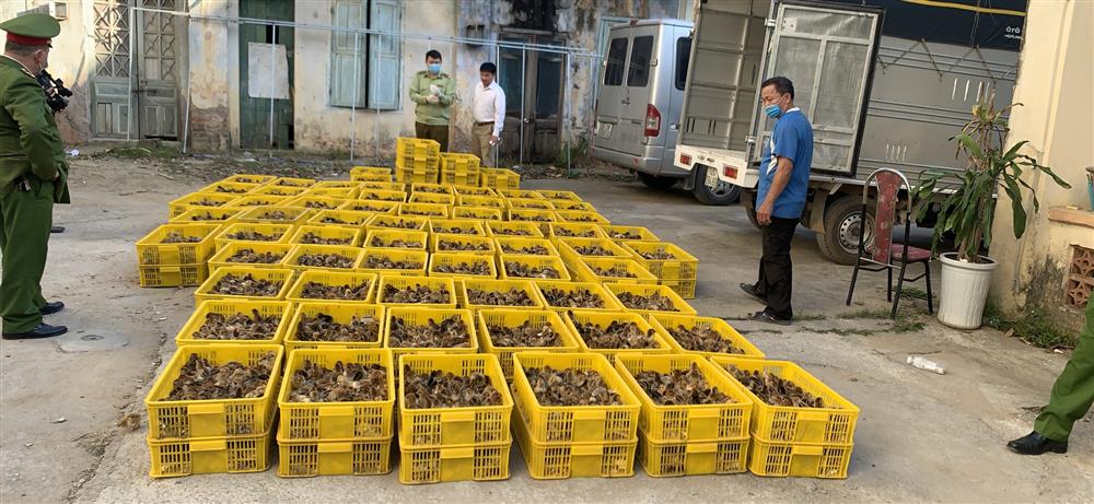 Lạng Sơn: Phát hiện, tạm giữ 40.000 con gia cầm có dấu hiệu nhập lậu