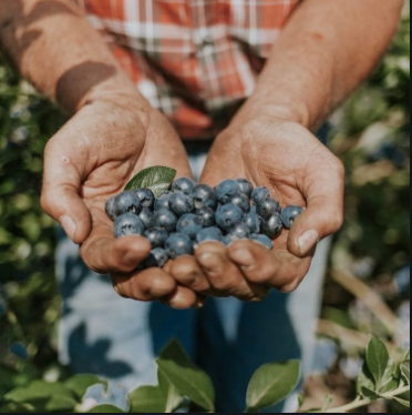Trái việt quất BC Blueberries có mặt tại Vietnam Food Expo 2020