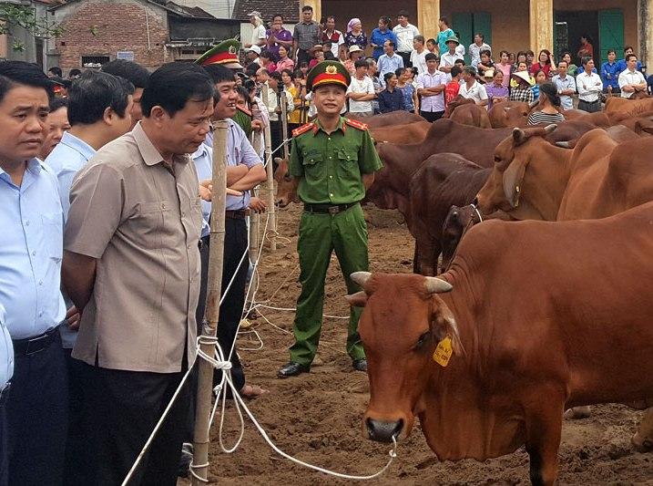 Hà Nội phát triển chăn nuôi bò thịt chất lượng cao