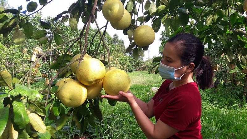 Hà Tĩnh: Quảng bá thương hiệu bưởi Phúc Trạch