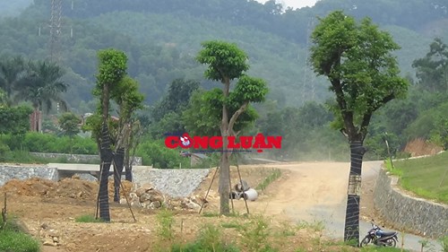 Hoàng Lê9.jpg