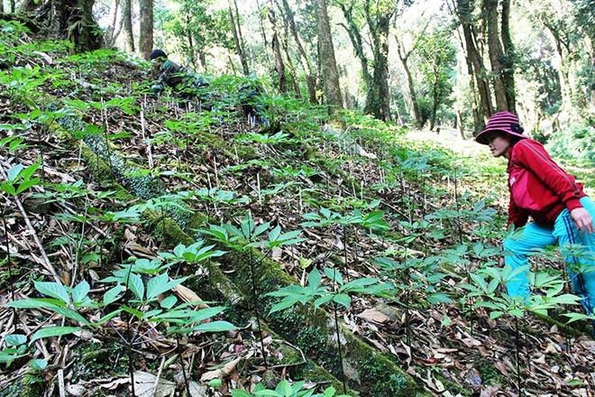 Sâm Ngọc Linh giả : Gian thương lừa dối người tiêu dùng