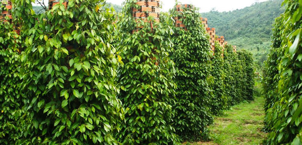  Thổ Nhĩ Kỳ: Nhập khẩu hạt tiêu tăng mạnh